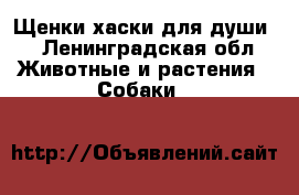 Щенки хаски для души  - Ленинградская обл. Животные и растения » Собаки   